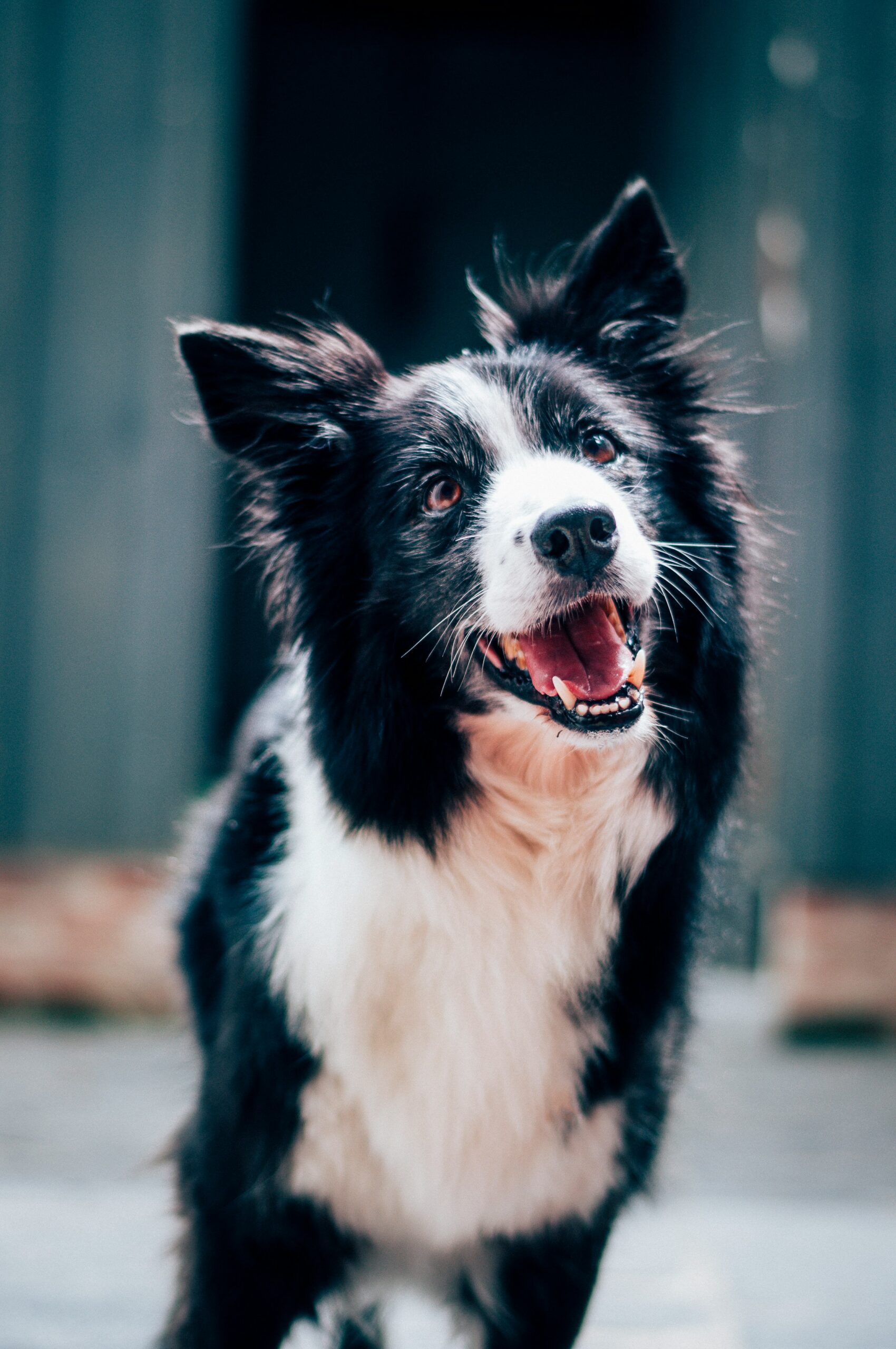 Hund